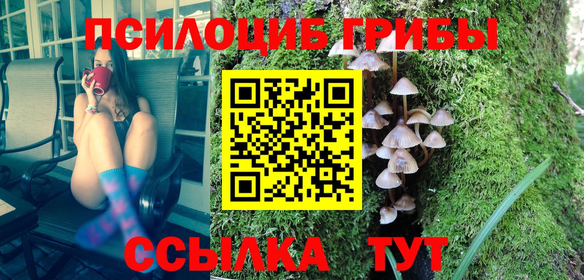 Галлюциногенные грибы Psilocybe Вязьма